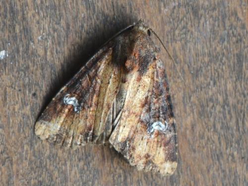 Réf. 328 265 : Mesapamea sp.